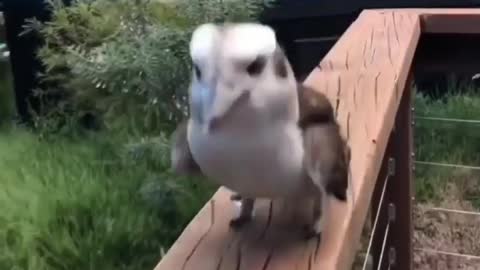 Funny race of two beautiful parrots