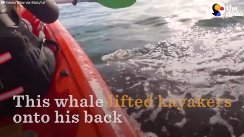 Whale Lifts Kayakers Onto His Back | The Dodo