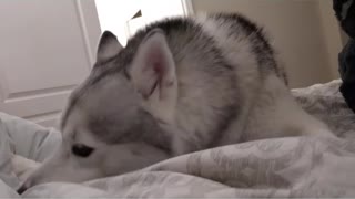 Persuasive husky convinces owner it's meal time