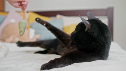 Playing With a Cat On the Bed