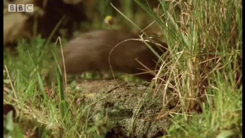 The Diet of the Black Pig | Creatures of the Cork Forest | BBC Earth