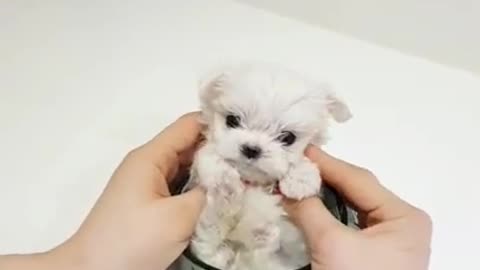 Hermoso perrito tierno