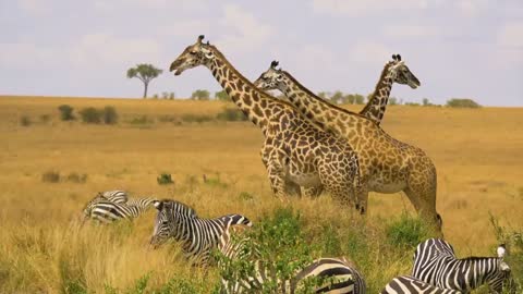 AFRICA The Lost Continent in 8K ULTRA HD - 3of19