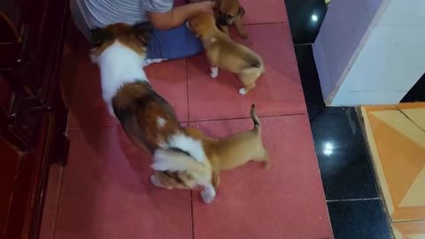 These Five Cute 1 Month Old Puppies And Their Mom Are So Cute 2 | Viral Dog Puppy