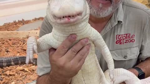 Albino American alligator love their food