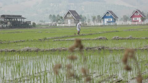 Rice plantation in the interior