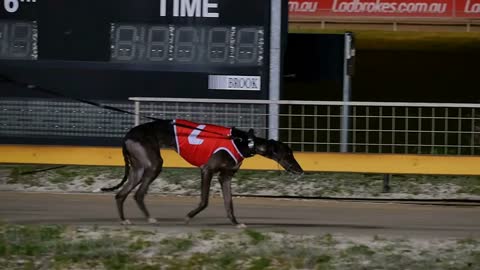 Purebred champion Greyhound dog on race track