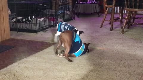 Rowdy Boston Terrier Puppy Wrestling