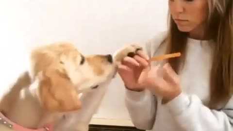 A girl playing with her dog and cleaning his nails on his hand