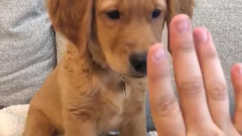 Asking for a high-five with this puppy will go terrible wrong