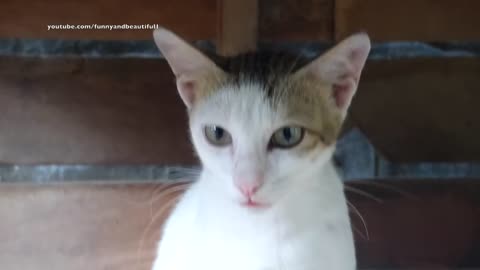 Cat meowing very loudly - Billi ki awaj - बिल्ली की आवाज