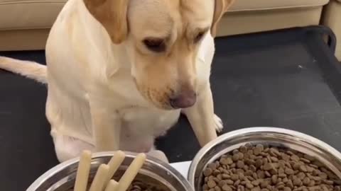 Dog finding food full funn 😂😂🤣