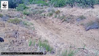 Cute Iberian Lynx Kittens Play Around In Haystacks 02