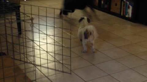 Black Lab Pup Zoomies Through Kitchen