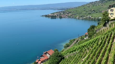 Les vignes dans le Lavaux