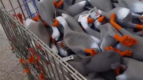 Duck army ya'll