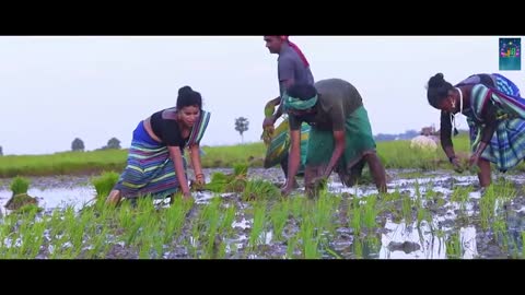 Santali dance video