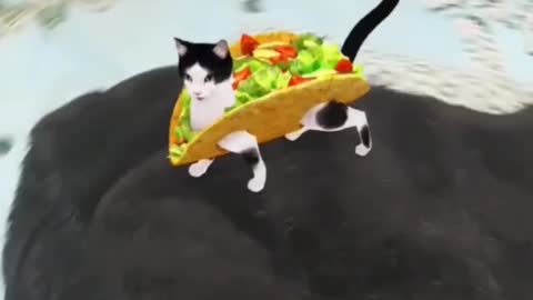 Taco cat