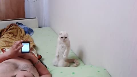 Funny Cat Stands for Russian National Anthem 🙀🙀🙀