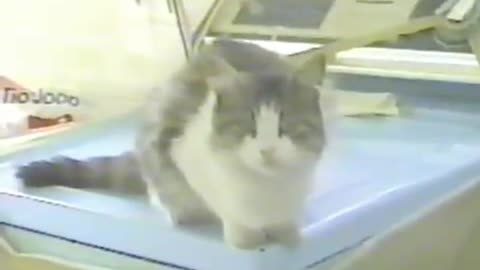 1997 - 2001 - PIT MÃE - A Mãe de todos os Gatos - Eterna Pitita Tatinha