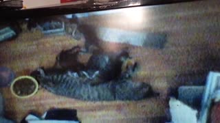 ABBIE MOM Feeding Time on CCTV dec 2013 - “CALIFORNIA CATS" 7845 91040 Video Louis Elovitz