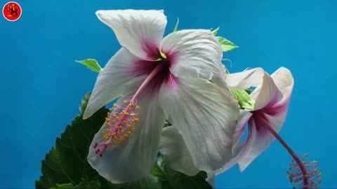 Time Lapse of Blooming flowers