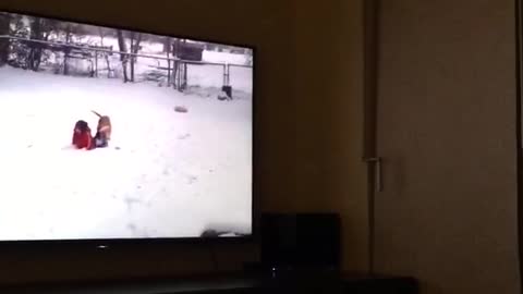 Black dog watching dogs on tv