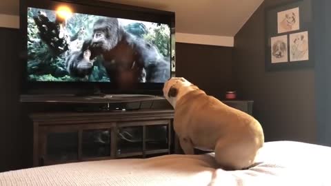 Bulldog Has Incredible Reaction TV