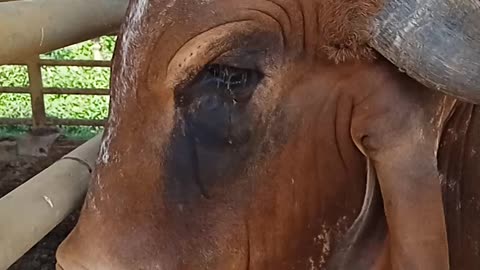 Mayapur iscon temple, India West Bengal, gosala, foreign cow,