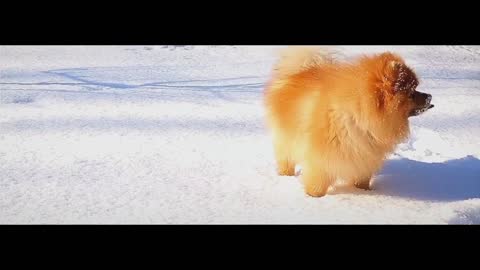 Playful little dog