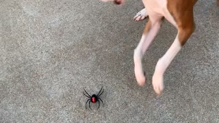 Fake Spider Bamboozles Boxer