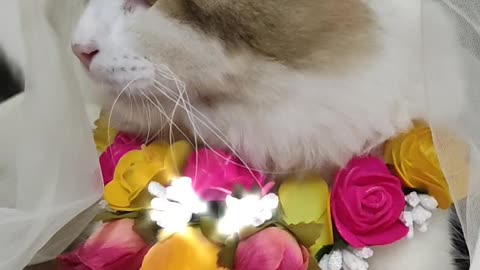 A beautiful cat looks like a queen and dressed up as a witness