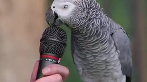 Talking Parrot🤣🤣