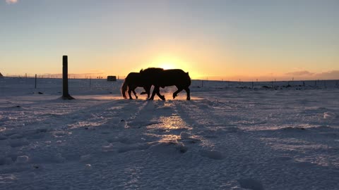 Stallions Play During Stellar Sunrise