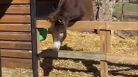 Hilarious Moments: The Comical Antics of Our Playful Donkey