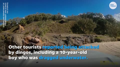 Dingo caught on camera biting sunbathing tourist | USA TODAY