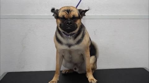 Woman Reveals What A Pug And German Shepherd Cross Looks Like