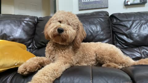 Wesker loves to relax on the couch