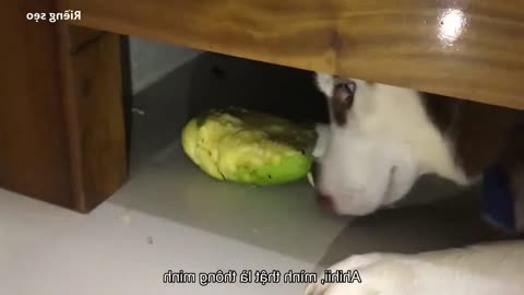 Sour mango is the husky's favorite food