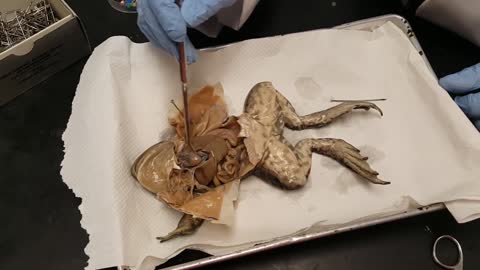 Frog Dissection: Internal Anatomy