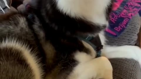 Funny Husky Videos compliation