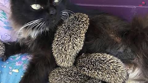 Cat Gives Birth To Hedgehog