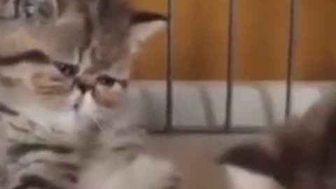 Cute Funny Cat Videos 😂😂😂 Laugh With This Cute Funny Cats - Hope You Enjoy😂😂😂