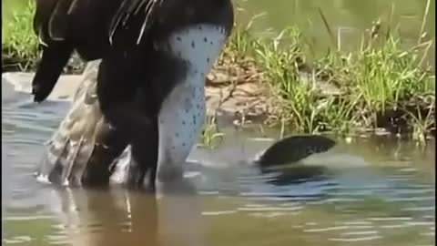 A Canadian eagle catches its prey, a water lizard.☠️🙀🙀