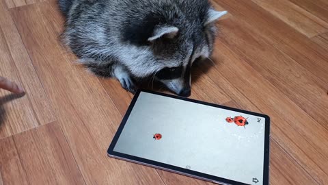 Raccoon Plays a Game on an iPad