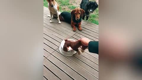 Cat Reaction to Cutting Cake - Funny Dog Cake