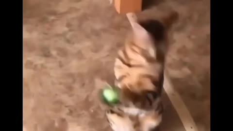 Did this cat catch ball with his hand