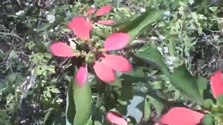 Red and green plant in land, a different flower [Nature & Animals]