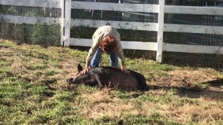 Pig massage