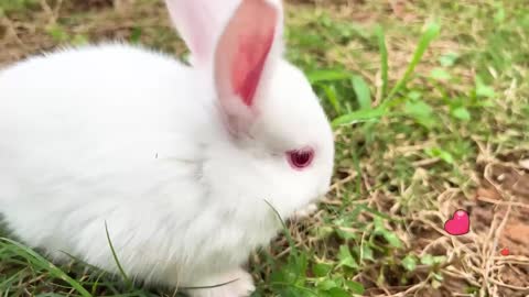 Pet farm/car ride pet to the park with DoDo Monkey, Puppy, White Rabbit, Cat, Kitten,Baby monkey